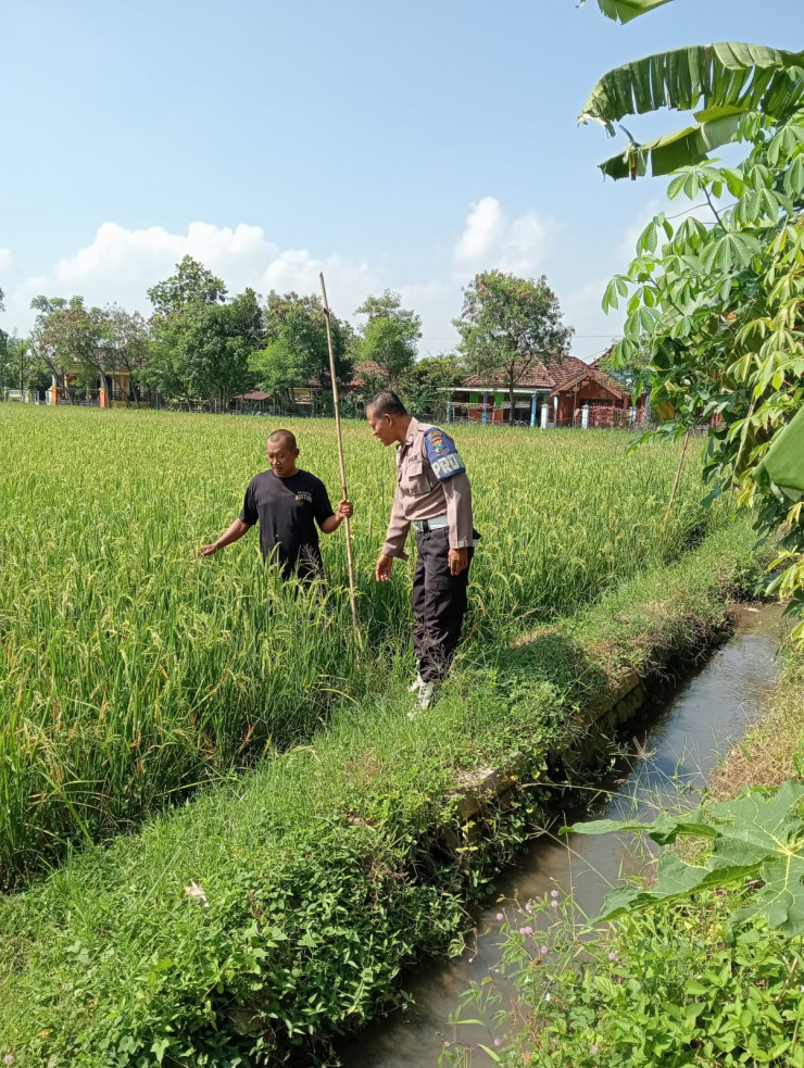 Kapolsek Tarik Dukung Ketahanan Pangan Lewat Pengecekan Tanaman Padi di Mergobener