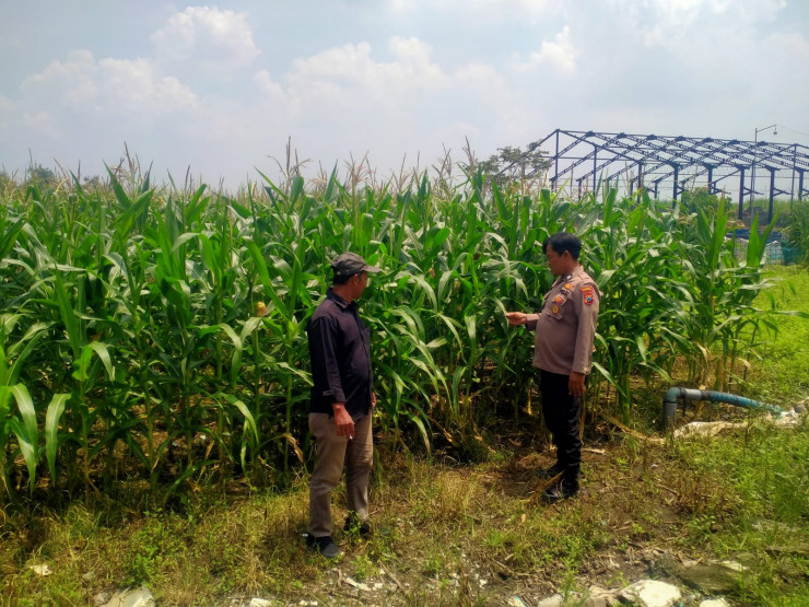 Polresta Sidoarjo Dorong Swasembada Pangan, Bhabinkamtibmas Turun Langsung Cek Lahan Jagung Petani