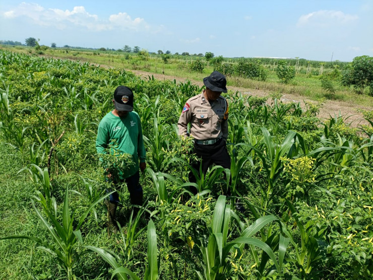 Wujudkan Program Pekarangan Pangan Bergizi, Bhabinkamtibmas Desa Seketi Lakukan Hal ini...