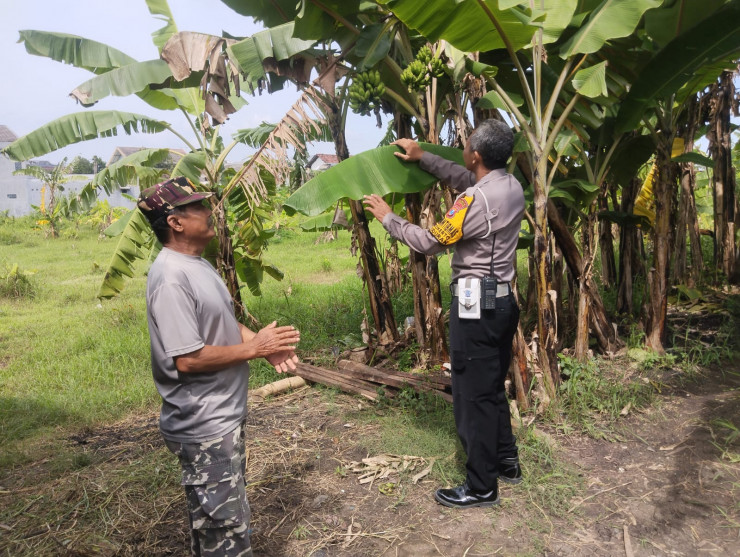 Tingkatkan Swasembada Pangan, Warga Sidokerto Didorong Tanam Pohon Pisang