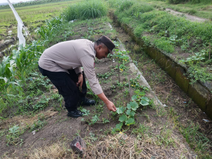 Bhabinkamtibmas Kedondong Tinjau Lahan Jagung untuk Dukung Program Ketahanan Pangan Nasional