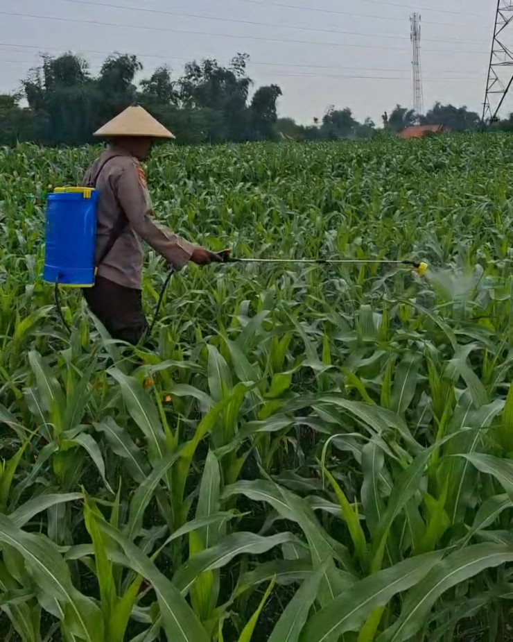 Kolaborasi Polres Pasuruan Kota dan Gapoktan Ubah Lahan Kering 9,7 Hektare Jadi Ladang Jagung yang Subur