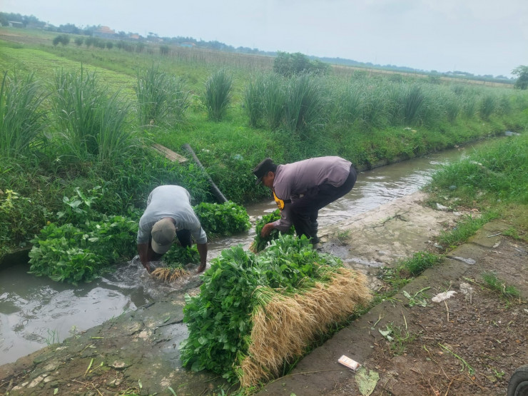 Bhabinkamtibmas Desa Jenggot Apresiasi Warga yang Panen Sayur di Pekarangan Pangan Bergizi