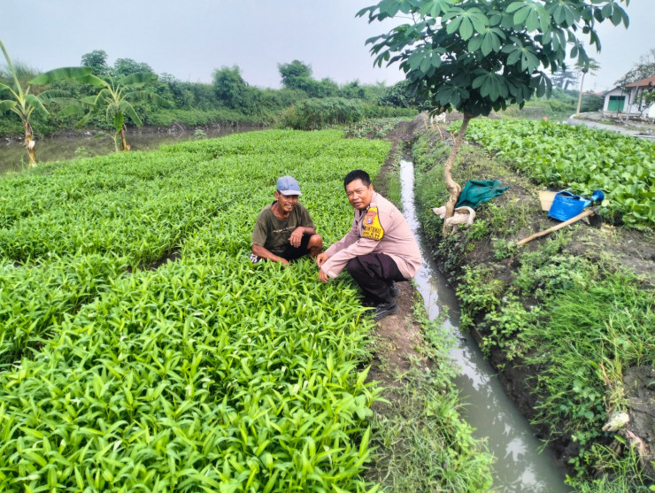 Upaya Ketahanan Pangan, Bhabinkamtibmas Desa Jiken Koordinasi dengan Petani Sayur