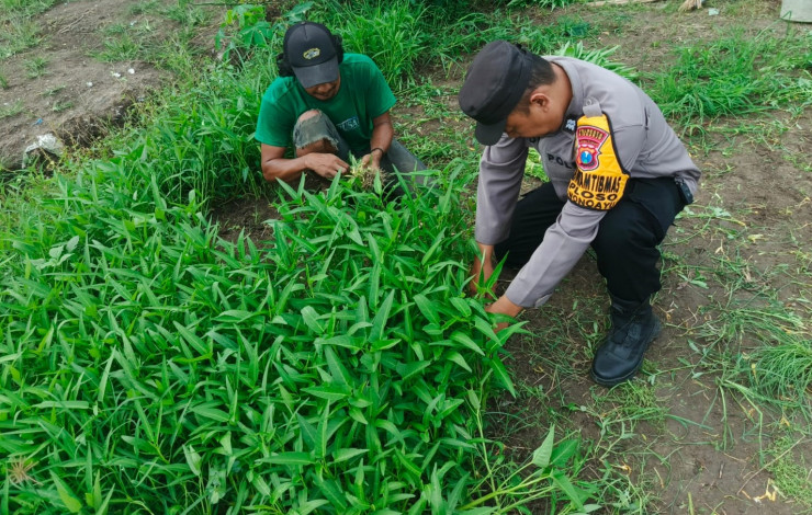 Siap Panen Kangkung, Bhabinkamtibmas bersama Warga Optimis Wujudkan Ketahanan Pangan
