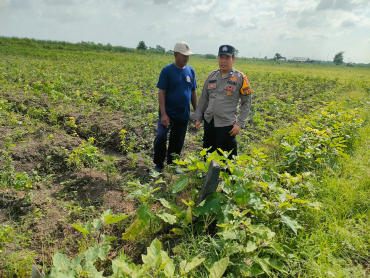 Bhabinkamtibmas Desa Cangkring Tinjau Perkembangan Tanaman Cabai Demi Ketahanan Pangan