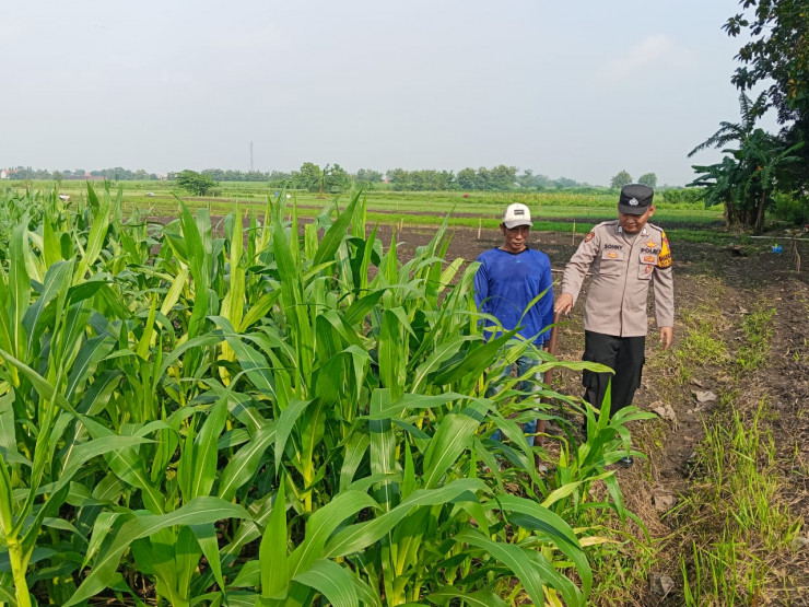 Polisi Cinta Petani Dampingi Petani Jagung Sidoarjo