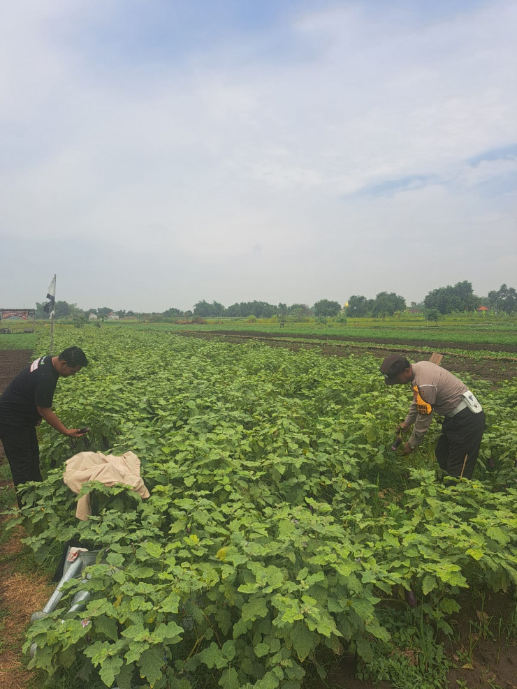 Bhabinkamtibmas Gampingrowo Dampingi Petani Terong, Cari Solusi Percepat Panen di Lahan Ketahanan Pangan