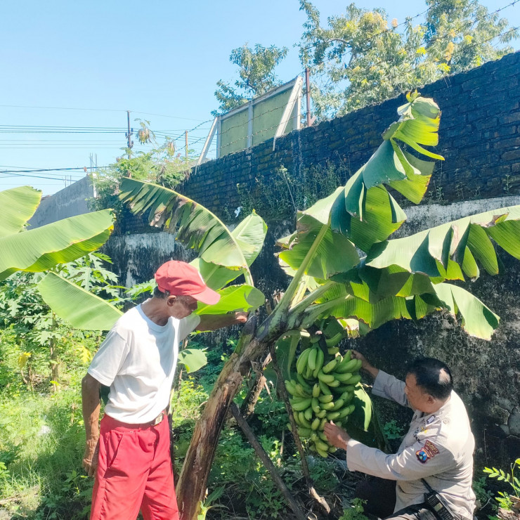 Polsek Sedati Aktif Dukung Pertanian Warga Lewat Program P2B Ketahanan Pangan